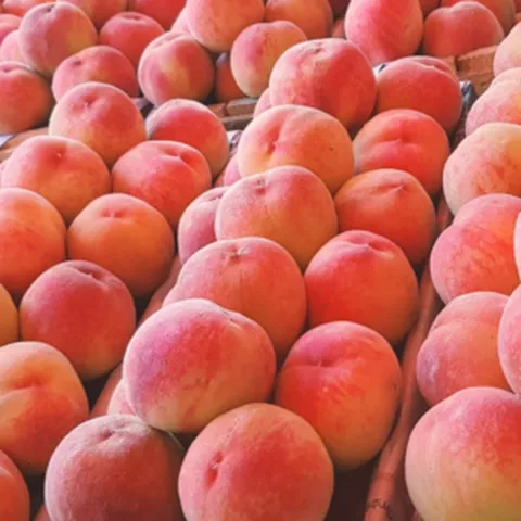 조치원 복숭아 말랑이 딱딱이 아삭이 백도 노지복숭아 고당도 정품, 1박스, 말랑이소과4kg