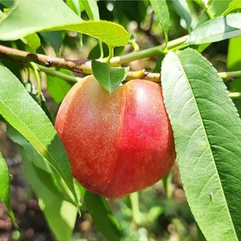 열매나무 신비 복숭아, 2개, 1.4kg