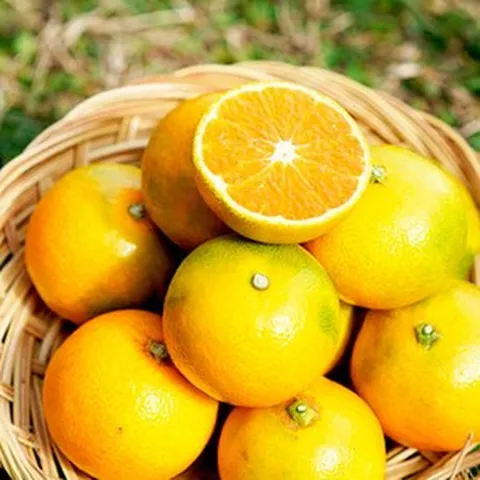 .[제주 직송] 노지감귤 kg 특/로얄과(S-M), 1개