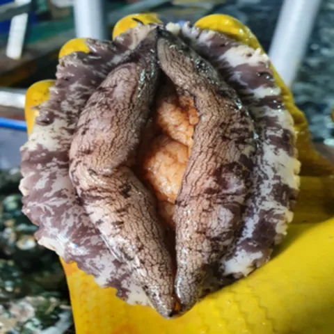 [산지직송 가정용선물용] 프리미엄 전복 왕특대 완도 전복 직거래 선물세트, 1개, 3-2) 선물포장 2kg [왕특] 14-18미