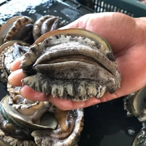 (항아리속바다)[고급부직포포장] 완도 참전복 12-13미 1kg 전복 직접키운 직거래 완도 활전복, 2kg[28-32마리], 1개