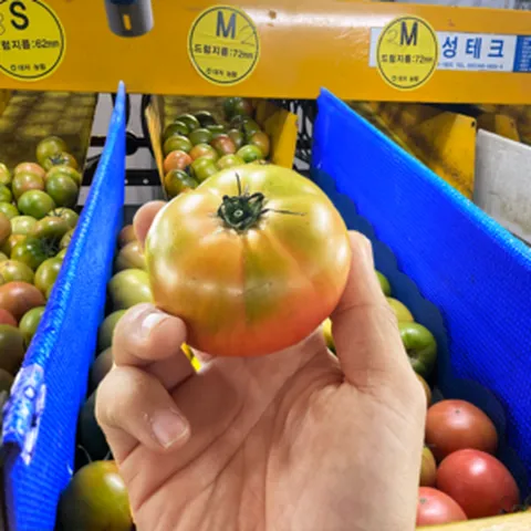 [고당도 산지직송] 달고짭짤한 부산 대저토마토 특품, 1개, 2.5kg(M사이즈)