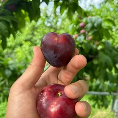 제철자두 대석자두 후무사 피자두 도담 나디아체리 추희자두 왕자두, 나디아체리자두, 1개, 3kg 대과