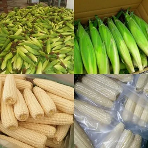 강원도 정선 햇 찰옥수수, 1개, 생 찰옥수수 10개