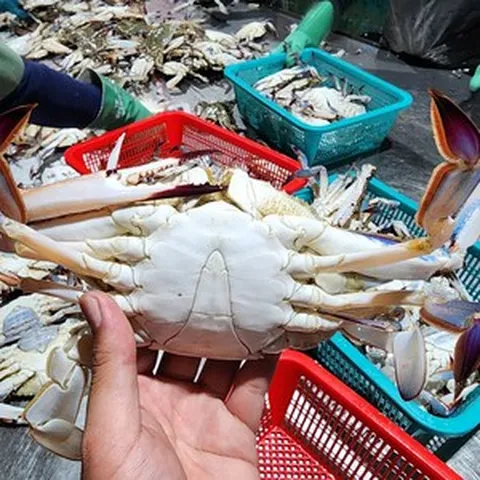 톱밥포장 활꽃게, 1박스, 대사이즈 2KG(8미내외)