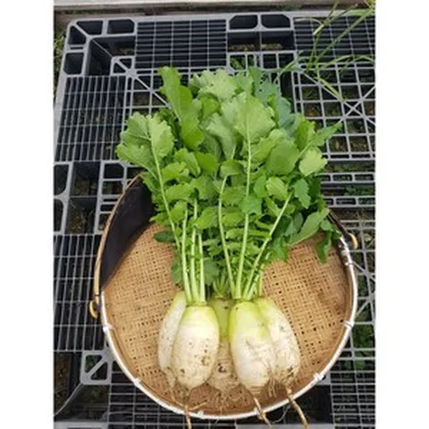 운악의 뜰 무청손질 천수무 5kg, 1박스, 무청없는천수무10kg