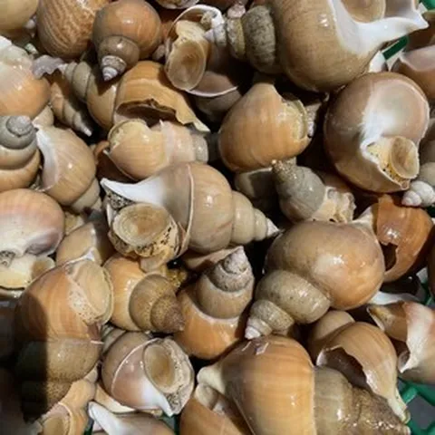 [당일조업] 산소포장 포항 구룡포 동해안 백골뱅이 백고동 특대 대 중소 1kg, 1개, 백고동1kg (40미 내외)