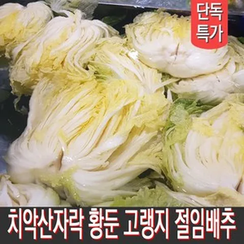 [MD추천] 직접 재배하고 절인 강원도절임배추 고랭지배추 김장배추 20kg 출고일선택, 11월 30일출발 12월 1일 도착