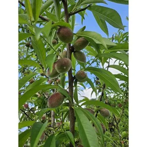 약초의고장 제천 국내산 개복숭아 원액 개복숭아청 개복숭아5KG 설탕 5KG, 1개, 10kg