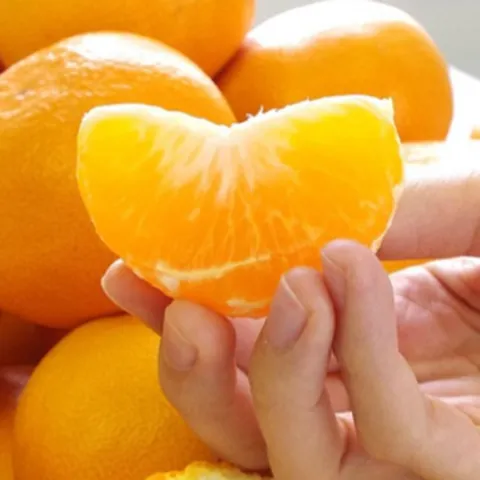 [재구매1위] 하우스 첫 제주수확 카라향 정품가정용, 1개, 가정용 3kg