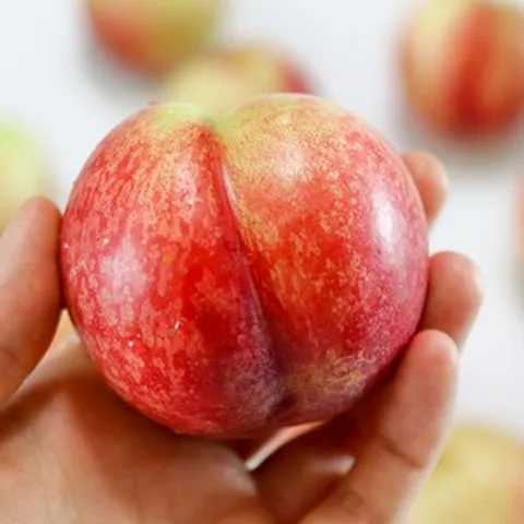 [재구매율 1위] 한정 수확 프리미엄 신비복숭아, 1개, 500g