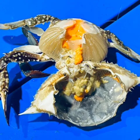 생생수산 당일조업 제철 활 숫 꽃게 암꽃게 생물 국산 인천 햇꽃게, 1개, 활암꽃게6KG