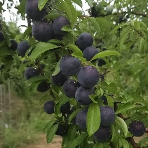 삼원농산 산지직송 바이오체리 2kg 여름과일 제철과일 자두체리 흑자두 플룸체리 새콤달콤, 1박스