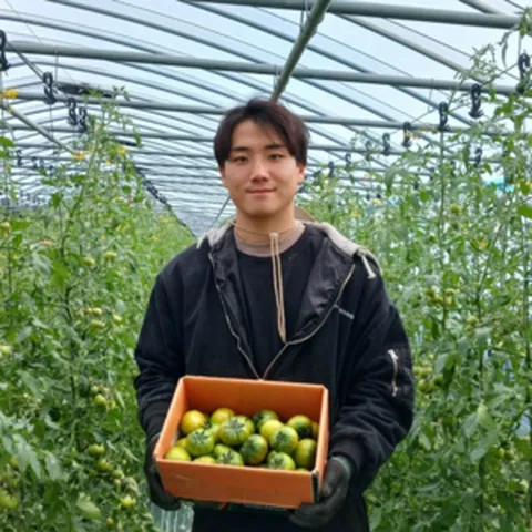 [산지 직송]부산대저 짭짤이 토마토 특품 (로얄과 3S~S) 대저토마토 (일반과M~L), 1박스, 2.5Kg(L)