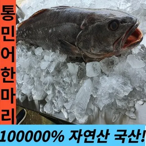 [문컴퍼니인증]통민어 한마리 1.3kg내외 목포 국산 자연산, 1마리, 1.3kg