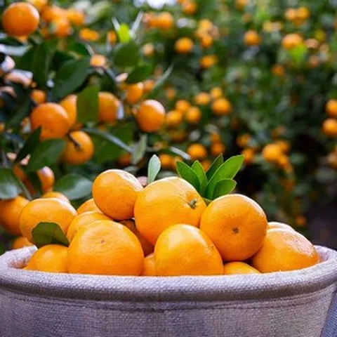 [오름향] 제주 귤 산지직송 극조생 조생 노지감귤 3kg 4.5kg 9kg 선물용 가정용, ②노지 로얄과 3kg(S-M)