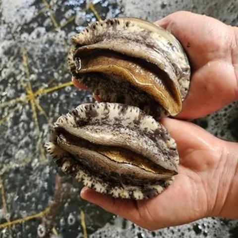 완도전복 왕특대 직거래 산지직송 선물 세트(6-8미), 1박스, 6호 특대 1kg 12-14미