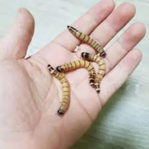살아있는 밀웜 생밀웜 슈퍼밀웜 도마뱀 햄스터 카멜레온 비어디드래곤 레오파드게코 사마귀 미어캣 개구리 먹이 곤충판매 밀웜키우기 먹이용곤충 밀웜농장 밀웜파는곳 버팔로웜 사료용곤충, 슈퍼밀웜 대 (4cm이상) 1000마리, 1개