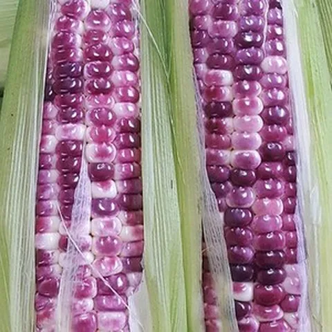 강원도 명품 흑찰옥수수 정선 영월 대표 생 찰옥수수 햇옥수수 직거래, 상품(16cm내외), 50개