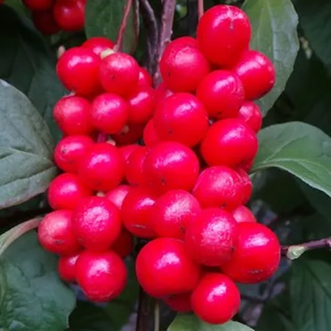 2024년 오미자 생과 5kg 10kg 오미자 청 10kg 오미자 오미자엑기스, 1박스, 생과10kg