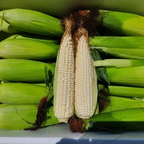 강원도 옥수수 미백찰옥수수 찰옥수수, 20개