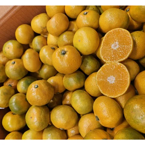 당도선별 불로초 하우스 감귤 1팩 2팩 3팩 4팩 / 하우스감귤 불로초귤 제주불로초감귤 제주불로초 하우스귤 불로초감귤, 4개, 500g