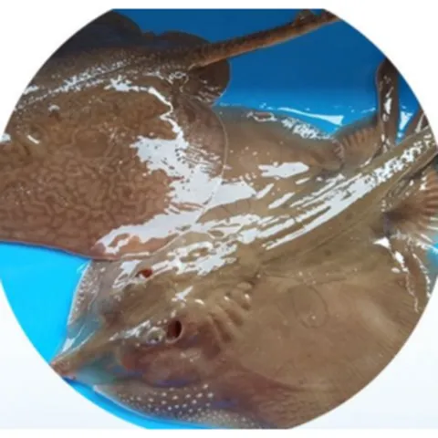 못생겨도 맛있는 자연산 반건조 간재미 대 국내산, 1개