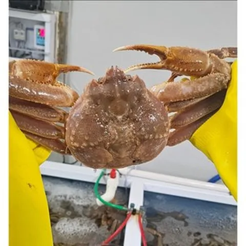 [동해직송] 특A급 러시아 박달대게 3kg(2~3마리) 수율 90% 아묻따 보장!, 1박스