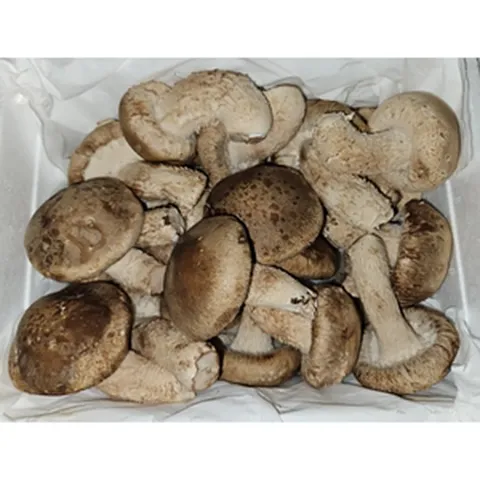 [재구매율98%] 국산 송향버섯 농가직송 송고송화 송향버섯 가정용 선물용 1Kg, 1개, 2kg (가정용-알뜰형)