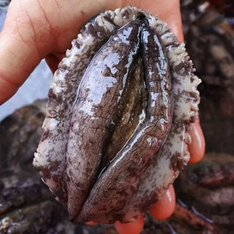 싱싱해 완도 직거래특대 전복, (10-11미) x 1.5kg, 1박스