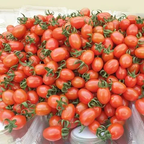 [아침마당] 대추방울토마토 2KG 2개 구매 시 1KG추가! 총 5KG배송, 1개, 2kg(소과)