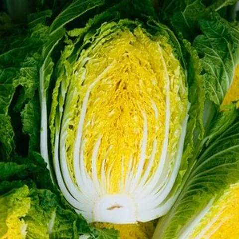 [천상지愛][천상지애] 90일 키운 청정 괴산 절임배추 20kg[7~10포기], 11월12일출고-13일(수)도착예정