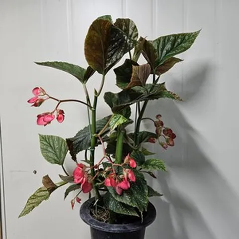 포도송이처럼 꽃이 주렁주렁~목베고니아 (원종), 1개