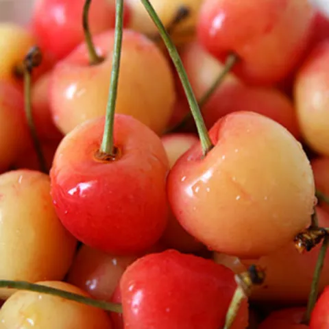 [호텔납품] 23brix 국내산 레이니어 체리, 1개, 1kg