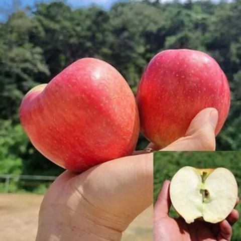 [재구매 1위] 홍로사과 맛있는 꿀사과 가정용 3kg (12-20과), 1개