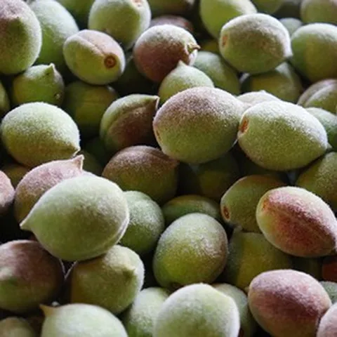 강원도 자연산 개복숭아 야생 돌복숭아 산에서 자란 개복숭, 1개, 비세척 5kg