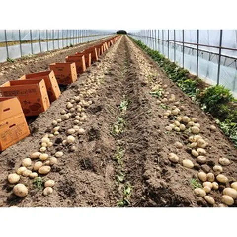 24년 포슬포슬 햇 고령개진감자 대 3kg 5kg, 5kg - 대, 1개