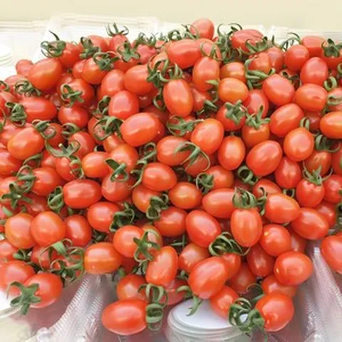 [아침마당] 대추방울토마토 소과 2KG (소과2kg 2개 구매 시 1KG추가! 총 5KG배송), 1개, 2kg(소과)