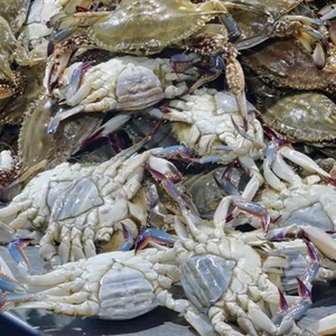 국산 암꽃게 생물 활꽃게 냉동 절단꽃게, 1개, 활 암꽃게 1kg(3~5미)