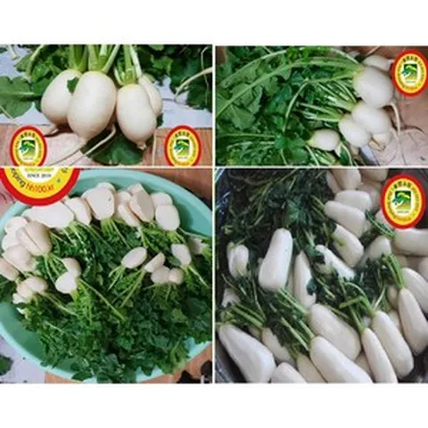 예약상품 {*꼭 도착날짜를 기재해 주세요 상품상세설명 꼭 보세요) 고객90% 이상 만족한 강릉솔향절임알타리 5k 10k 한정판매 싼 절임알타리와 격이 다릅니다, 9999개, 10kg