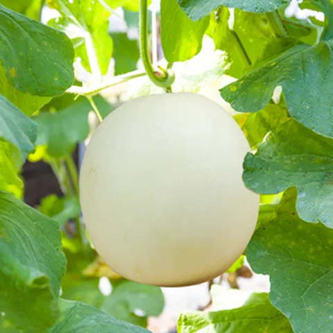 미식탐탐 허니듀 멜론 선물세트 특품, 1세트