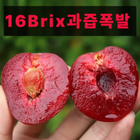 루비등급 16Brix 품절대란 체리자두 나디아, 1박스, 소과 1kg (14-26과)