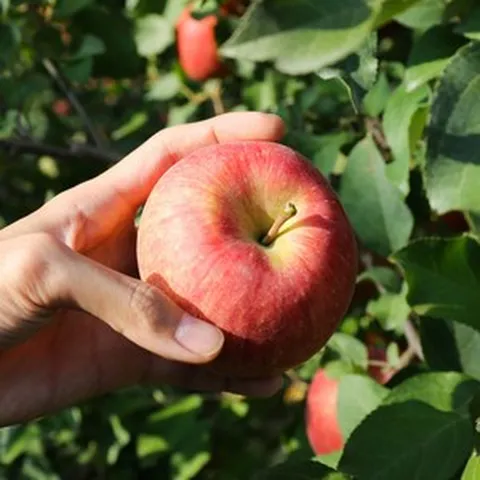 얼음골사과 못난이사과 사과10키로 문경 유명한곳 2kg 4kg 10kg, (가정용)부사 -랜덤-과 10kg