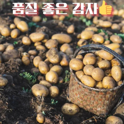 백호상단 국내산 포슬포슬 감자 3KG/5KG/10KG, 1개, 감자 (대) 3KG