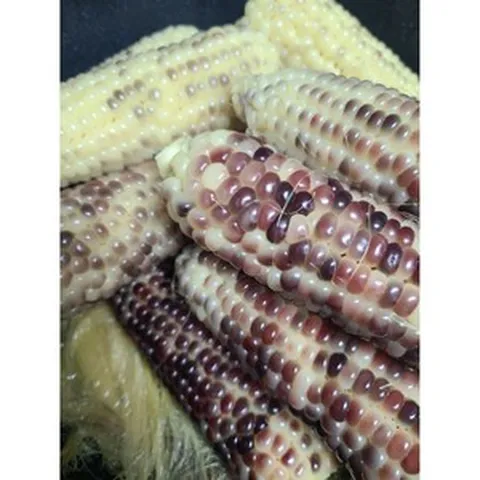 강원도 홍천 미백 흑 찰옥수수 [발송중], 미백옥수수, 10개