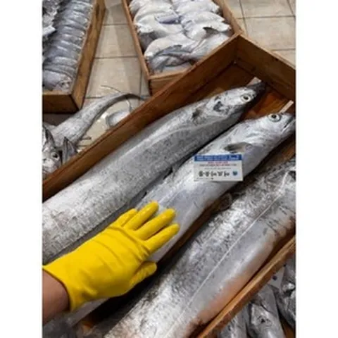 생물 갈치 목포 먹갈치 왕특대 특대 1마리, 1개, 왕특대사이즈 1마리 1.3kg 토막후(진공포장)