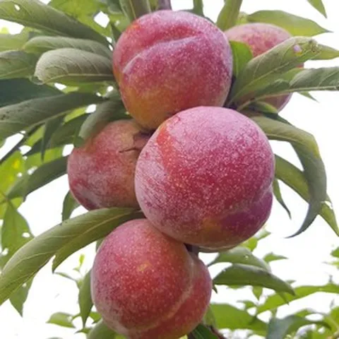 [당도선별] 경북 대석 자두 2kg, 1개, 후무사자두 2kg 대과