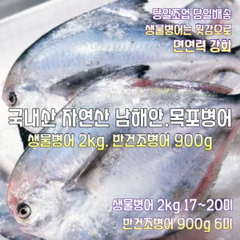 [산지직송] 100% 국내산 자연산 남해안. 목포 생물병어 참병어 2kg 17~20미(횟감용). 꾸덕하게 말린 반건조 병어 900g 6미 1박스, 목포 생물병어 참병어 2kg 17~20미(횟감용)