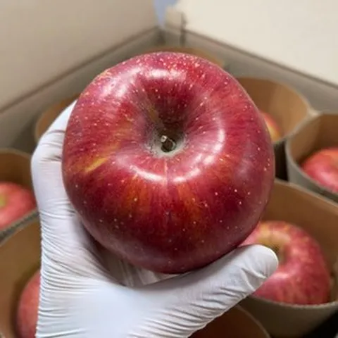 산지애 청송사과 부사 선물용 특대과, 1개