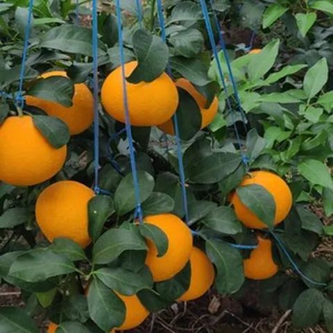 황금향 귤 하우스 2kg~5kg 가정용 선물용 판매, 1박스, 황금향 2kg(가정용 7~13과) 실 1.5kg